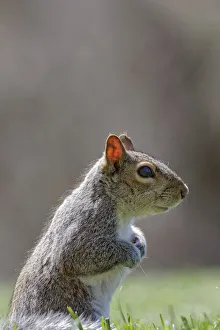 Images Dated 29th December 2021: Eastern gray squirrel, Kentucky