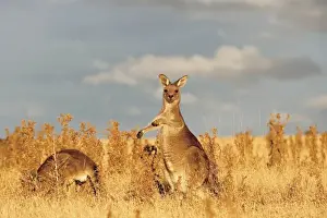Images Dated 8th January 2013: Eastern Grey Kangaroo or Forester Kangaroo (Macropus giganteus), group at sunset