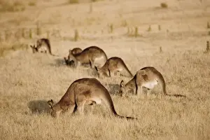 Eastern Grey Kangaroo or Forester Kangaroo (Macropus giganteus), group grazing
