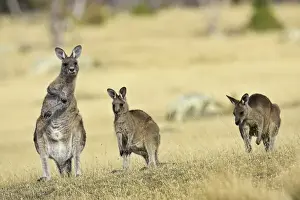 Eastern Grey Kangaroo or Forester Kangaroo (Macropus giganteus), group standing upright