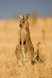 Images Dated 8th January 2013: Eastern Grey Kangaroo or Forester Kangaroo (Macropus giganteus), portrait during sunset