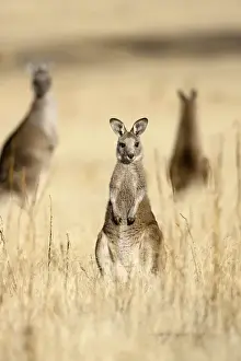 Images Dated 8th January 2013: Eastern Grey Kangaroo or Forester Kangaroo (Macropus giganteus), portrait frontal