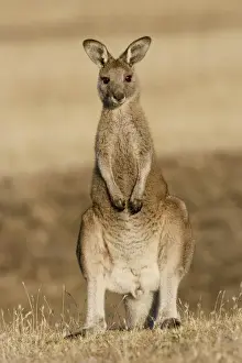 Images Dated 8th January 2013: Eastern Grey Kangaroo or Forester Kangaroo (Macropus giganteus), portrait frontal