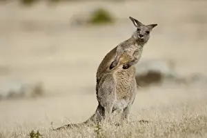 Eastern Grey Kangaroo or Forester Kangaroo (Macropus giganteus), portrait while doing scratching