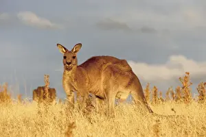 Images Dated 8th January 2013: Eastern Grey Kangaroo or Forester Kangaroo (Macropus giganteus), portrait during sunset