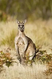 Eastern Grey Kangaroo or Forester Kangaroo (Macropus giganteus), portrait male frontal