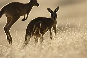 Eastern Grey Kangaroo or Forester Kangaroo (Macropus giganteus), backlight and silhouetted