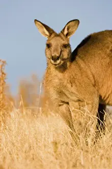 Eastern Grey Kangaroo or Forester Kangaroo (Macropus giganteus), portrait