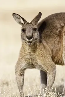 Eastern Grey Kangaroo or Forester Kangaroo (Macropus giganteus), portrait