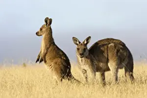 Eastern Grey Kangaroo or Forester Kangaroo (Macropus giganteus), Tasmania, Australia