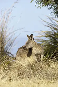 Eastern Grey Kangaroo or Forester Kangaroo (Macropus giganteus), grazing