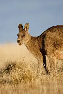 Images Dated 8th January 2013: Eastern Grey Kangaroo or Forester Kangaroo (Macropus giganteus), portrait