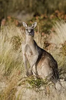 Images Dated 8th January 2013: Eastern Grey Kangaroo or Forester Kangaroo (Macropus giganteus), portrait male lateral