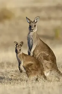 Images Dated 8th January 2013: Eastern Grey Kangaroo or Forester Kangaroo (Macropus giganteus), female, mother with Joey