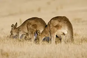 Images Dated 8th January 2013: Eastern Grey Kangaroo or Forester Kangaroo (Macropus giganteus), Tasmania, Australia