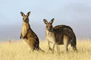 Eastern Grey Kangaroo or Forester Kangaroo (Macropus giganteus), Tasmania, Australia