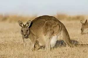 Images Dated 8th January 2013: Eastern Grey Kangaroo or Forester Kangaroo (Macropus giganteus), Tasmania, Australia