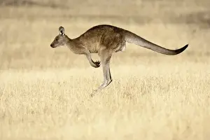 Images Dated 8th January 2013: Eastern Grey Kangaroo or Forester Kangaroo (Macropus giganteus), Tasmania, Australia