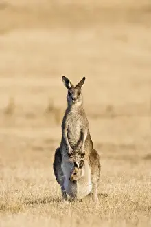 Images Dated 8th January 2013: Eastern Grey Kangaroo or Forester Kangaroo (Macropus giganteus), Tasmania, Australia