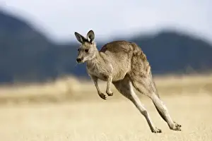 Images Dated 8th January 2013: Eastern Grey Kangaroo or Forester Kangaroo (Macropus giganteus), Tasmania, Australia