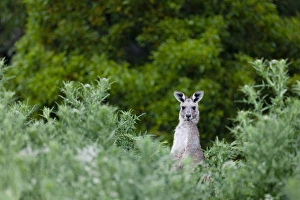Hidden Prints: Eastern grey kangaroo (Macropus giganteus), Australia