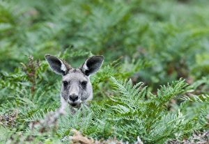 Images Dated 10th December 2011: Eastern grey kangaroo (Macropus giganteus), Australia
