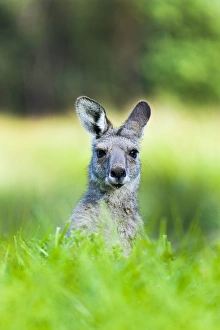 Images Dated 10th December 2011: Eastern grey kangaroo (Macropus giganteus), Australia