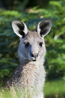 Images Dated 10th December 2011: Eastern grey kangaroo (Macropus giganteus), Australia