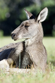 Images Dated 10th December 2011: Eastern grey kangaroo (Macropus giganteus), Australia