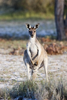 Images Dated 6th December 2011: Eastern grey kangaroo (Macropus giganteus), Australia