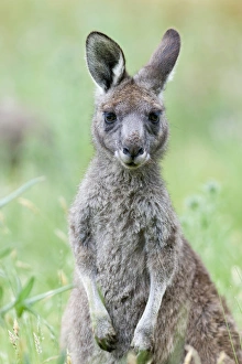 Images Dated 10th December 2011: Eastern grey kangaroo (Macropus giganteus), Australia