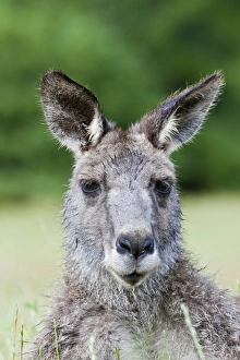 Images Dated 9th December 2011: Eastern grey kangaroo (Macropus giganteus), Australia