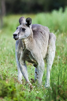 Images Dated 7th December 2011: Eastern grey kangaroo (Macropus giganteus), Australia