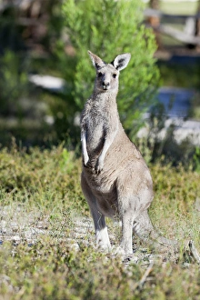 Images Dated 6th December 2011: Eastern grey kangaroo (Macropus giganteus), Australia