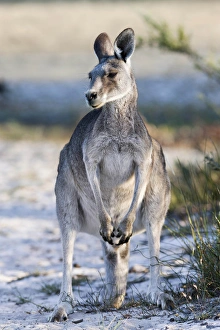 Images Dated 6th December 2011: Eastern grey kangaroo (Macropus giganteus), Australia