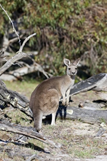 Images Dated 6th December 2011: Eastern grey kangaroo (Macropus giganteus), Australia