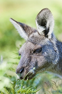 Images Dated 11th December 2011: Eastern grey kangaroo (Macropus giganteus), Australia
