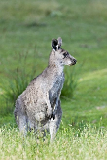 Images Dated 7th December 2011: Eastern grey kangaroo (Macropus giganteus), Australia