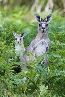 Images Dated 7th December 2011: Eastern grey kangaroo (Macropus giganteus), Australia