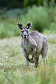 Images Dated 9th December 2011: Eastern grey kangaroo (Macropus giganteus), Australia