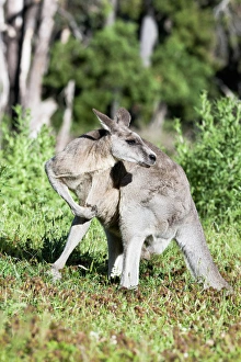 Images Dated 7th December 2011: Eastern grey kangaroo (Macropus giganteus), Australia