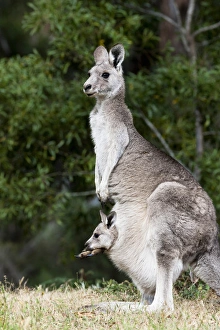 Images Dated 10th December 2011: Eastern grey kangaroo (Macropus giganteus), Australia