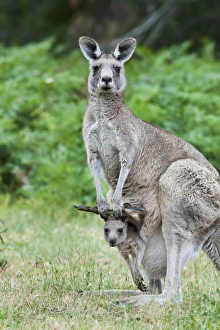 Images Dated 10th December 2011: Eastern grey kangaroo (Macropus giganteus), Australia