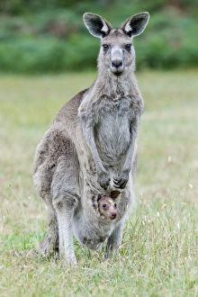 Images Dated 10th December 2011: Eastern grey kangaroo (Macropus giganteus), Australia