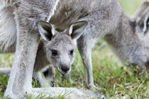 Images Dated 7th December 2011: Eastern grey kangaroo (Macropus giganteus), Australia