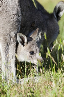 Images Dated 7th December 2011: Eastern grey kangaroo (Macropus giganteus), Australia