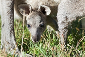 Images Dated 11th December 2011: Eastern grey kangaroo (Macropus giganteus), Australia