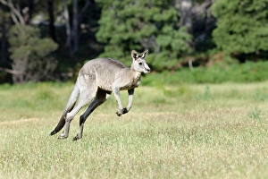 Images Dated 8th December 2011: Eastern grey kangaroo (Macropus giganteus), Australia