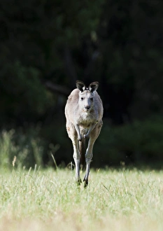 Images Dated 8th December 2011: Eastern grey kangaroo (Macropus giganteus), Australia