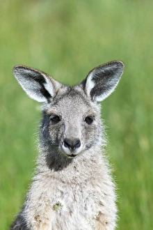 Images Dated 7th December 2011: Eastern grey kangaroo (Macropus giganteus), Australia